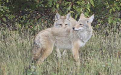 ALERT: Beware of the Coyotes!