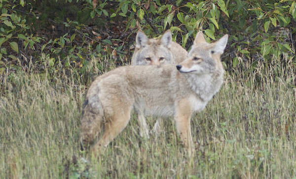 ALERT: Beware of the Coyotes!