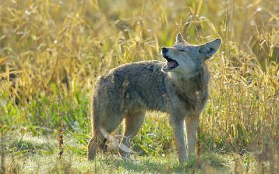 Alert From VP Nuesca: Coyote Spotted On West Sarazen