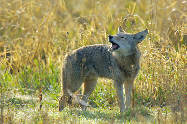 Alert From VP Nuesca: Coyote Spotted On West Sarazen 1 TPL774