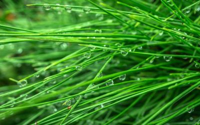 Citizens Pack Thurston Co. Public Hearing Over Septic Fees on Dec. 6th